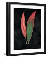 Beautiful Leaved Plants II Black-Wild Apple Portfolio-Framed Art Print