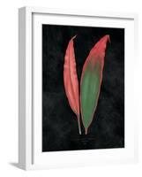 Beautiful Leaved Plants II Black-Wild Apple Portfolio-Framed Art Print