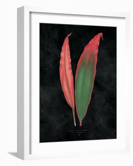 Beautiful Leaved Plants II Black-Wild Apple Portfolio-Framed Art Print