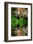 Beautiful Leopard Panthera Pardus Big Cat amongst Foliage Reflected in Calm Water-Veneratio-Framed Photographic Print