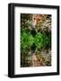 Beautiful Leopard Panthera Pardus Big Cat amongst Foliage Reflected in Calm Water-Veneratio-Framed Photographic Print