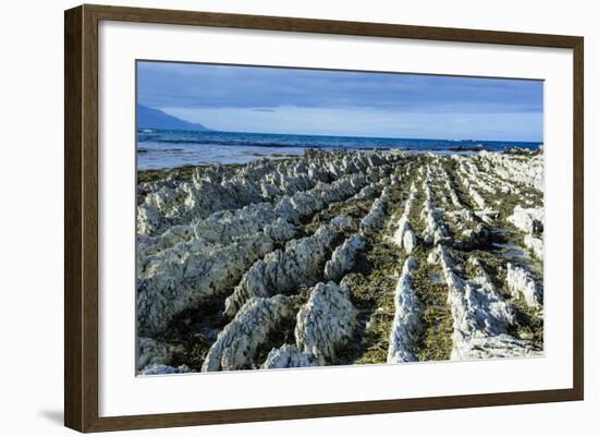 Beautiful Limestone Formations on the Kaikoura Peninsula, South Island, New Zealand, Pacific-Michael Runkel-Framed Photographic Print