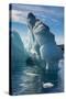 Beautiful little icebergs, Hope Bay, Antarctica, Polar Regions-Michael Runkel-Stretched Canvas