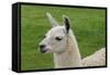 Beautiful Llama.-daseaford-Framed Stretched Canvas