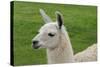 Beautiful Llama.-daseaford-Stretched Canvas