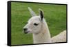 Beautiful Llama.-daseaford-Framed Stretched Canvas