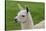 Beautiful Llama.-daseaford-Stretched Canvas