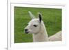 Beautiful Llama.-daseaford-Framed Photographic Print