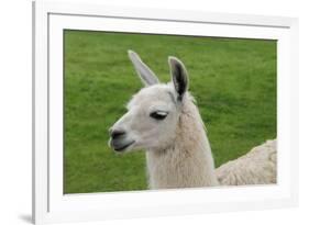 Beautiful Llama.-daseaford-Framed Photographic Print