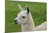Beautiful Llama.-daseaford-Mounted Photographic Print