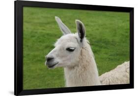 Beautiful Llama.-daseaford-Framed Photographic Print