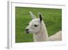 Beautiful Llama.-daseaford-Framed Photographic Print