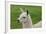 Beautiful Llama.-daseaford-Framed Photographic Print