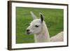 Beautiful Llama.-daseaford-Framed Photographic Print