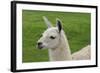 Beautiful Llama.-daseaford-Framed Photographic Print