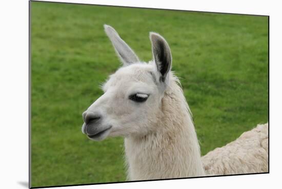 Beautiful Llama.-daseaford-Mounted Photographic Print