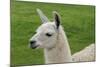 Beautiful Llama.-daseaford-Mounted Photographic Print