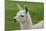 Beautiful Llama.-daseaford-Mounted Photographic Print