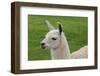Beautiful Llama.-daseaford-Framed Photographic Print