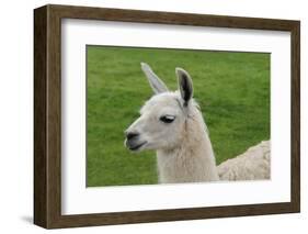 Beautiful Llama.-daseaford-Framed Photographic Print