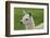 Beautiful Llama.-daseaford-Framed Photographic Print