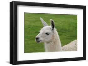 Beautiful Llama.-daseaford-Framed Photographic Print