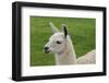 Beautiful Llama.-daseaford-Framed Photographic Print