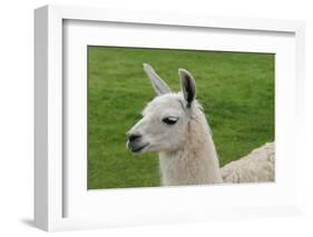 Beautiful Llama.-daseaford-Framed Photographic Print