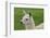 Beautiful Llama.-daseaford-Framed Photographic Print