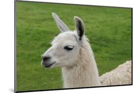 Beautiful Llama.-daseaford-Mounted Photographic Print