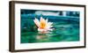 Beautiful Lotus Flower In Pond-null-Framed Art Print