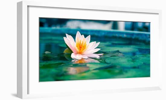 Beautiful Lotus Flower In Pond-null-Framed Art Print