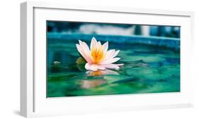 Beautiful Lotus Flower In Pond-null-Framed Art Print