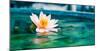 Beautiful Lotus Flower In Pond-null-Mounted Art Print