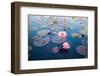 Beautiful Lotus Flower Outdoor-kridsada tipchot-Framed Photographic Print