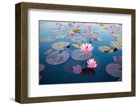 Beautiful Lotus Flower Outdoor-kridsada tipchot-Framed Photographic Print