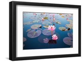 Beautiful Lotus Flower Outdoor-kridsada tipchot-Framed Photographic Print