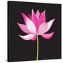 Beautiful Lotus Flower-Tatiana Korchemkina-Stretched Canvas