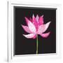 Beautiful Lotus Flower-Tatiana Korchemkina-Framed Art Print