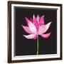 Beautiful Lotus Flower-Tatiana Korchemkina-Framed Art Print