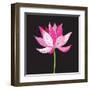 Beautiful Lotus Flower-Tatiana Korchemkina-Framed Art Print