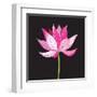 Beautiful Lotus Flower-Tatiana Korchemkina-Framed Art Print