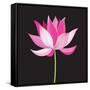 Beautiful Lotus Flower-Tatiana Korchemkina-Framed Stretched Canvas