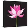 Beautiful Lotus Flower-Tatiana Korchemkina-Stretched Canvas