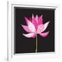 Beautiful Lotus Flower-Tatiana Korchemkina-Framed Art Print