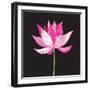 Beautiful Lotus Flower-Tatiana Korchemkina-Framed Art Print