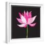 Beautiful Lotus Flower-Tatiana Korchemkina-Framed Art Print