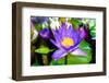 Beautiful Lotus-KitzCorner-Framed Photographic Print