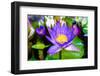 Beautiful Lotus-KitzCorner-Framed Photographic Print