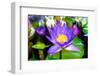 Beautiful Lotus-KitzCorner-Framed Photographic Print